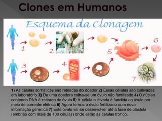 1) As células somáticas são retiradas do doador 2) Essas células são cultivadas
em laboratório 3) De uma doadora colhe-se um óvulo não fertilizado 4) O núcleo
contendo DNA é retirado do óvulo 5) A célula cultivada é fundida ao óvulo por
meio de corrente elétrica 6) Agora temos o óvulo fertilizado com nova
informação genética 7) Este óvulo vai se desenvolver até a fase de blástula
(embrião com mais de 100 células) onde estão as células tronco.
 