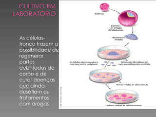As células-
tronco trazem a
possibilidade de
regenerar
partes
debilitadas do
corpo e de
curar doenças
que ainda
desafiam os
tratamentos
com drogas.
 