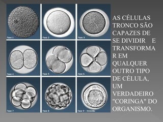 AS CÉLULAS
TRONCO SÃO
CAPAZES DE
SE DIVIDIR E
TRANSFORMA
R EM
QUALQUER
OUTRO TIPO
DE CÉLULA,
UM
VERDADEIRO
"CORINGA" DO
ORGANISMO.
 