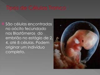  São células encontradas
no oócito fecundado
nos Blastômeros do
embrião no estágio de 2,
4, até 8 células. Podem
originar um indivíduo
completo.
 