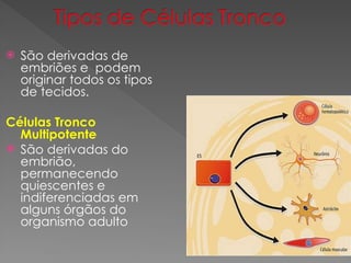  São derivadas de
embriões e podem
originar todos os tipos
de tecidos.
Células Tronco
Multipotente
 São derivadas do
embrião,
permanecendo
quiescentes e
indiferenciadas em
alguns órgãos do
organismo adulto
 