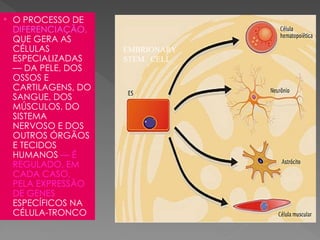  O PROCESSO DE
DIFERENCIAÇÃO,
QUE GERA AS
CÉLULAS
ESPECIALIZADAS
— DA PELE, DOS
OSSOS E
CARTILAGENS, DO
SANGUE, DOS
MÚSCULOS, DO
SISTEMA
NERVOSO E DOS
OUTROS ÓRGÃOS
E TECIDOS
HUMANOS — É
REGULADO, EM
CADA CASO,
PELA EXPRESSÃO
DE GENES
ESPECÍFICOS NA
CÉLULA-TRONCO
EMBRIONARY
STEM CELL
 