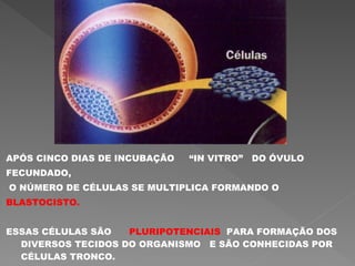 APÓS CINCO DIAS DE INCUBAÇÃO “IN VITRO” DO ÓVULO
FECUNDADO,
O NÚMERO DE CÉLULAS SE MULTIPLICA FORMANDO O
BLASTOCISTO.
ESSAS CÉLULAS SÃO PLURIPOTENCIAIS PARA FORMAÇÃO DOS
DIVERSOS TECIDOS DO ORGANISMO E SÃO CONHECIDAS POR
CÉLULAS TRONCO.
 