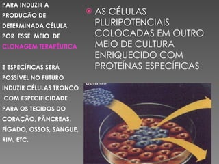 PARA INDUZIR A
PRODUÇÃO DE
DETERMINADA CÉLULA
POR ESSE MEIO DE
CLONAGEM TERAPÊUTICA
E ESPECÍFICAS SERÁ
POSSÍVEL NO FUTURO
INDUZIR CÉLULAS TRONCO
COM ESPECIFICIDADE
PARA OS TECIDOS DO
CORAÇÃO, PÂNCREAS,
FÍGADO, OSSOS, SANGUE,
RIM, ETC.
 AS CÉLULAS
PLURIPOTENCIAIS
COLOCADAS EM OUTRO
MEIO DE CULTURA
ENRIQUECIDO COM
PROTEÍNAS ESPECÍFICAS
 