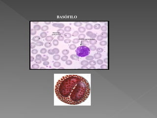 BASÓFILO
 