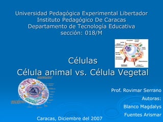 Universidad Pedagógica Experimental Libertador
Instituto Pedagógico De Caracas
Departamento de Tecnología Educativa
sección: 018/M
Células
Célula animal vs. Célula Vegetal
Prof. Rovimar Serrano
Autoras:
Blanco Magdalys
Fuentes Arismar
Caracas, Diciembre del 2007
 