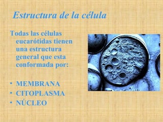 Estructura de la célula
Todas las células
eucarótidas tienen
una estructura
general que esta
conformada por:
• MEMBRANA
• CITOPLASMA
• NÚCLEO
 