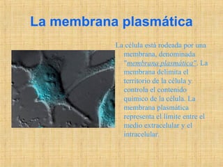 La membrana plasmática
La célula está rodeada por una
membrana, denominada
"membrana plasmática". La
membrana delimita el
territorio de la célula y
controla el contenido
químico de la célula. La
membrana plasmática
representa el límite entre el
medio extracelular y el
intracelular.
 
