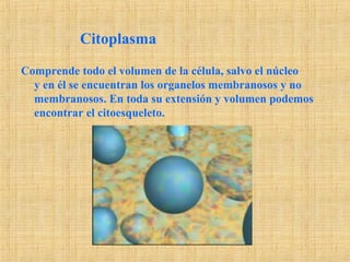 Citoplasma
Comprende todo el volumen de la célula, salvo el núcleo
y en él se encuentran los organelos membranosos y no
membranosos. En toda su extensión y volumen podemos
encontrar el citoesqueleto.
 