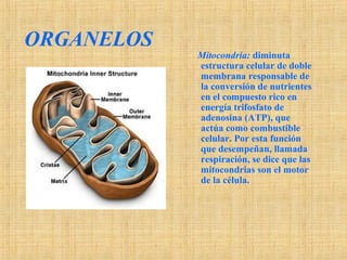 ORGANELOS
Mitocondria: diminuta
estructura celular de doble
membrana responsable de
la conversión de nutrientes
en el compuesto rico en
energía trifosfato de
adenosina (ATP), que
actúa como combustible
celular. Por esta función
que desempeñan, llamada
respiración, se dice que las
mitocondrias son el motor
de la célula.
 