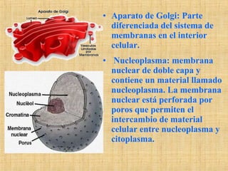 • Aparato de Golgi: Parte
diferenciada del sistema de
membranas en el interior
celular.
• Nucleoplasma: membrana
nuclear de doble capa y
contiene un material llamado
nucleoplasma. La membrana
nuclear está perforada por
poros que permiten el
intercambio de material
celular entre nucleoplasma y
citoplasma.
 