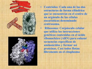 • Centríolos: Cada una de las dos
estructuras de forma cilíndrica
que se encuentran en el centro de
un orgánulo de las células
eucarióticas denominado
centrosoma.
• Ribosoma: Corpúsculo celular
que utiliza las instrucciones
genéticas contenidas en el ácido
ribonucleico (ARN) para enlazar
secuencias específicas de
aminoácidos y formar así
proteínas. Casi todos flotan
libremente en el citoplasma
 