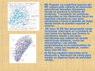 • RE Rugoso: La superficie externa del
RE rugoso está cubierta de diminutas
estructuras llamadas ribosomas,
donde se produce la síntesis de
proteínas. Transporta las proteínas
producidas en los ribosomas hacia las
regiones celulares en que sean
necesarias o hacia el aparato de Golgi,
desde donde se pueden exportar al
exterior.
• RE Liso: El RE liso desempeña varias
funciones. Interviene en la síntesis de
casi todos los lípidos que forman la
membrana celular y las otras
membranas que rodean las demás
estructuras celulares, como las
mitocondrias. Las células
especializadas en el metabolismo de
lípidos, como las hepáticas, suelen
tener más RE liso.
• El RE liso también interviene en la
absorción y liberación de calcio para
mediar en algunos tipos de actividad
celular.
 