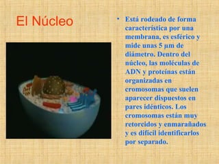 El Núcleo • Está rodeado de forma
característica por una
membrana, es esférico y
mide unas 5 µm de
diámetro. Dentro del
núcleo, las moléculas de
ADN y proteínas están
organizadas en
cromosomas que suelen
aparecer dispuestos en
pares idénticos. Los
cromosomas están muy
retorcidos y enmarañados
y es difícil identificarlos
por separado.
 