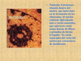 • Nucleolo: Estructura
situada dentro del
núcleo que interviene
en la formación de los
ribosomas. El núcleo
contiene típicamente
uno o varios nucleolos,
que aparecen como
zonas densas de fibras
y gránulos de forma
irregular. No están
separados del resto del
núcleo por estructuras
de membrana.
 