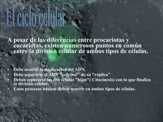 A pesar de las diferencias entre procariotas y
eucariotas, existen numerosos puntos en común
entre la división celular de ambos tipos de células.
• Debe ocurrir la duplicación del ADN.
• Debe separarse el ADN "original" de su "réplica"
• Deben separarse las dos células "hijas"( Citocinesis) con lo que finaliza
la división celular.
• Estos procesos básicos deben ocurrir en ambos tipos de células.
 