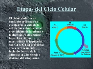 Etapas del Ciclo Celular
• El ciclo celular es un
conjunto ordenado de
eventos en la vida de la
célula que culmina con el
crecimiento de la misma y
la división en dos células
hijas. Las etapas,
mostradas a la izquierda,
son G1-S-G2-M y, muchas
veces erróneamente
incluido dentro de la
Mitosis: la Citocinesis o
división del citoplasma.
 
