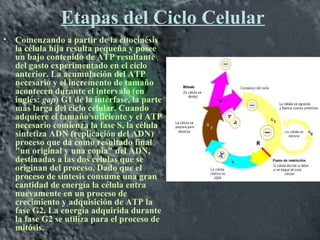 Etapas del Ciclo Celular
• Comenzando a partir de la citocinésis
la célula hija resulta pequeña y posee
un bajo contenido de ATP resultante
del gasto experimentado en el ciclo
anterior. La acumulación del ATP
necesario y el incremento de tamaño
acontecen durante el intervalo (en
inglés: gap) G1 de la interfase, la parte
más larga del ciclo celular. Cuando
adquiere el tamaño suficiente y el ATP
necesario comienza la fase S, la célula
sintetiza ADN (replicación del ADN)
proceso que da como resultado final
"un original y una copia" del ADN,
destinadas a las dos células que se
originan del proceso. Dado que el
proceso de síntesis consume una gran
cantidad de energía la célula entra
nuevamente en un proceso de
crecimiento y adquisición de ATP la
fase G2. La energía adquirida durante
la fase G2 se utiliza para el proceso de
mitósis.
 