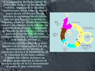 •La regulación del ciclo ocurre de
diferentes formas en las distintas
células. Algunas de se dividen
rápidamente, otras como la mayor
parte de las células nerviosas
pierden la capacidad de dividirse
una vez que llegan a la madurez.
Algunas, como las células hepáticas,
conservan, aunque no la utilizan, su
capacidad de división. Las células
del hígado se dividen si se remueve
parte del hígado y su división
continúa hasta que el hígado retorna
a su tamaño normal.
•Factores ambientales tales como
cambios en la temperatura y el pH,
disminución de los niveles de
nutrientes llevan a la disminución de
la velocidad de división celular.
Cuando las células detienen su
división generalmente lo hacen en
una fase tardía de la G1 denominado
el punto R (por restricción).
 