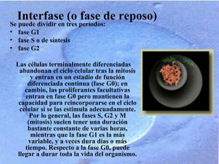 Interfase (o fase de reposo)
Se puede dividir en tres períodos:
• fase G1
• fase S o de síntesis
• fase G2
Las células terminalmente diferenciadas
abandonan el ciclo celular tras la mitosis
y entran en un estadio de función
diferenciada continua (fase G0); en
cambio, las proliferantes facultativas
entran en fase G0 pero mantienen la
capacidad para reincorporarse en el ciclo
celular si se las estimula adecuadamente.
Por lo general, las fases S, G2 y M
(mitosis) suelen tener una duración
bastante constante de varias horas,
mientras que la fase G1 es la más
variable, y a veces dura días o más
tiempo. Respecto a la fase G0, puede
llegar a durar toda la vida del organismo.
 