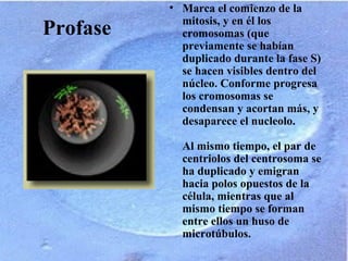 Profase
• Marca el comienzo de la
mitosis, y en él los
cromosomas (que
previamente se habían
duplicado durante la fase S)
se hacen visibles dentro del
núcleo. Conforme progresa
los cromosomas se
condensan y acortan más, y
desaparece el nucleolo.
Al mismo tiempo, el par de
centriolos del centrosoma se
ha duplicado y emigran
hacia polos opuestos de la
célula, mientras que al
mismo tiempo se forman
entre ellos un huso de
microtúbulos.
 