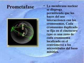 Prometafase • La membrana nuclear
se disgrega
permitiendo que los
haces del uso
interaccionen con los
cromosomas. Cada
cromosoma duplicado
se fija en el cinetocoro
(que es una zona de
cada cromosoma
localizada en el
centrómero) a los
microtúbulos del huso
mitótico.
 
