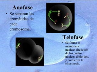 Anafase
• Se forma la
membrana
nuclear alrededor
de los cuatro
núcleos diploides,
y comienza la
citocinesis.
• Se separan las
cromátidas de
cada
cromosoma.
Telofase
 