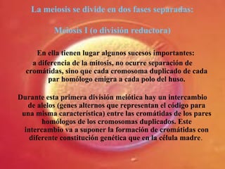 La meiosis se divide en dos fases separadas:
Meiosis I (o división reductora)
En ella tienen lugar algunos sucesos importantes:
a diferencia de la mitosis, no ocurre separación de
cromátidas, sino que cada cromosoma duplicado de cada
par homólogo emigra a cada polo del huso.
Durante esta primera división meiótica hay un intercambio
de alelos (genes alternos que representan el código para
una misma característica) entre las cromátidas de los pares
homólogos de los cromosomas duplicados. Este
intercambio va a suponer la formación de cromátidas con
diferente constitución genética que en la célula madre.
 