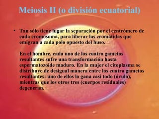 Meiosis II (o división ecuatorial)
• Tan sólo tiene lugar la separación por el centrómero de
cada cromosoma, para liberar las cromátidas que
emigran a cada polo opuesto del huso.
En el hombre, cada uno de los cuatro gametos
resultantes sufre una transformación hasta
espermatozoide maduro. En la mujer el citoplasma se
distribuye de desigual manera entre los cuatro gametos
resultantes: uno de ellos lo gana casi todo (óvulo),
mientras que los otros tres (cuerpos residuales)
degeneran.
 