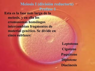 Meiosis I (división reductora)
Profase I
Esta es la fase más larga de la
meiosis, y en ella los
cromosomas homólogos
intercambian fragmentos de
material genético. Se divide en
cinco subfases:
Leptoteno
Cigoteno
Paquiteno
Diplotene
Diacinesis
 