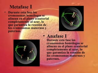 Metafase I
• Durante esta fase los
cromosomas homólogos se
alinean en el plano ecuatorial
completamente al azar, lo
que garantiza la reunión de
los cromosomas maternos y
paternos.
• Anafase I
Durante esta fase los
cromosomas homólogos se
alinean en el plano ecuatorial
completamente al azar, lo
que garantiza la reunión de
los cromosomas maternos y
paternos.
 