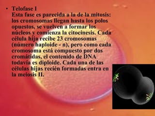 • Telofase I
Esta fase es parecida a la de la mitosis:
los cromosomas llegan hasta los polos
opuestos, se vuelven a formar los
núcleos y comienza la citocinesis. Cada
célula hija recibe 23 cromosomas
(número haploide - n), pero como cada
cromosoma está compuesto por dos
cromátidas, el contenido de DNA
todavía es diploide. Cada una de las
células hijas recién formadas entra en
la meiosis II.
 