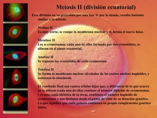 Meiosis II (división ecuatorial)
Esta división no va precedida por una fase S; por lo demás, resulta bastante
similar a la mitosis:
Profase II
Es muy corta; se rompe la membrana nuclear y se forma el nuevo huso.
Metafase II
Los n cromosomas, cada uno de ellos formado por dos cromátidas, se
alinean en el plano ecuatorial.
Anafase II
Se separan las cromátidas de cada cromosoma.
Telofase II
Se forma la membrana nuclear alrededor de los cuatro núcleos haploides, y
comienza la citocinesis.
El resultado final son cuatro células hijas que, a diferencia de lo que ocurre
en la mitosis (cada una de ellas contiene el número diploide de cromosomas,
y es una copia idéntica de la otra), contienen el número haploide de
cromosomas y son distintas desde el punto de vista de su dotación genética.
Lo que significa que cada gameto contienen su propio complemento genético
único.
 