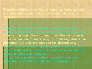 Tanto las células de las plantas como las de los animales
son eucarióticas, sin embargo presentan algunas
diferencias :
•Las células vegetales presentan una pared celular
celulósica, rígida que evita cambios de forma y posición.
•Las células vegetales contienen plastidios, estructuras
rodeadas por una membrana, que sintetizan y almacenan
alimentos. Los más comunes son los cloroplastos.
•Casi todas las células vegetales poseen vacuolas, que
tienen la función de transportar y almacenar nutrientes,
agua y productos de desecho.
Las células vegetales complejas, carecen de ciertos
organelos, como los centriolos y los lisosomas.
 