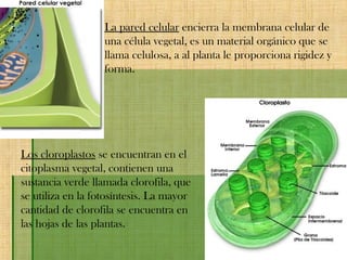La pared celular encierra la membrana celular de
una célula vegetal, es un material orgánico que se
llama celulosa, a al planta le proporciona rigidez y
forma.
Los cloroplastos se encuentran en el
citoplasma vegetal, contienen una
sustancia verde llamada clorofila, que
se utiliza en la fotosíntesis. La mayor
cantidad de clorofila se encuentra en
las hojas de las plantas.
 