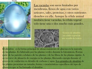 Las vacuolas son sacos limitados por
membrana, llenos de agua con varios
azúcares, sales, proteínas, y otros nutrientes
disueltos en ella. Aunque la célula animal
también tiene vacuolas, la célula vegetal
solo tiene una o dos mucho más grandes.
El almidón  es la forma principal de almacenamiento de glucosa en la mayoría
de las plantas. Es fabricado por las plantas verdes durante la fotosíntesis. Forma
parte de las paredes celulares de las plantas y de las fibras de las plantas rígidas. A
su vez sirve de almacén de energía en las plantas, liberando energía durante el
proceso de oxidación en dióxido de carbono y agua. Los gránulos de almidón de
las plantas presentan un tamaño, forma y características específicos del tipo de
planta en que se ha formado el almidón
Granos de almidón
en célula vegetal de
una semilla de lenteja
 