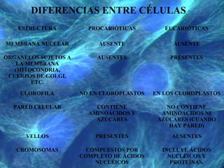 DIFERENCIAS ENTRE CÉLULAS
ESTRUCTURA PROCARIÒTICAS EUCARIÓTICAS
MEMBRANA NUCLEAR AUSENTE AUSENTE
ORGANELOS SUJETOS A
LA MEMBRANA
(MITOCONDRIA,
CUERPOS DE GOLGI,
ETC.
AUSENTES PRESENTES
CLOROFILA NO EN CLOROPLASTOS EN LOS CLOROPLASTOS
PARED CELULAR CONTIENE
AMINOÁCIDOS Y
AZÚCARES
NO CONTIENE
AMINOÁCIDOS NI
AZÚCARES (CUANDO
HAY PARED)
VELLOS PRESENTES AUSENTES
CROMOSOMAS COMPUESTOS POR
COMPLETO DE ÁCIDOS
NUCLÉICOS
INCLUYE ÁCIDOS
NUCLÉICOS Y
PROTEÍNAS.
 