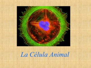 La Célula Animal
 