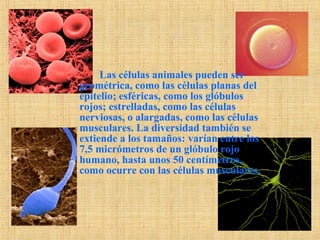 Las células animales pueden ser
geométrica, como las células planas del
epitelio; esféricas, como los glóbulos
rojos; estrelladas, como las células
nerviosas, o alargadas, como las células
musculares. La diversidad también se
extiende a los tamaños: varían entre los
7,5 micrómetros de un glóbulo rojo
humano, hasta unos 50 centímetros,
como ocurre con las células musculares.
 