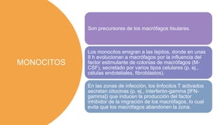 MONOCITOS
Son precursores de los macrófagos tisulares.
Los monocitos emigran a las tejidos, donde en unas
8 h evolucionan a macrófagos por la influencia del
factor estimulante de colonias de macrófagos (M-
CSF), secretado por varios tipos celulares (p. ej.,
células endoteliales, fibroblastos).
En las zonas de infección, los linfocitos T activados
secretan citocinas (p. ej., interferón-gamma [IFN-
gamma]) que inducen la producción del factor
inhibidor de la migración de los macrófagos, lo cual
evita que los macrófagos abandonen la zona.
 