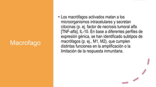 Macrofago
• Los macrófagos activados matan a los
microorganismos intracelulares y secretan
citocinas (p. ej. factor de necrosis tumoral alfa
[TNF-alfa], IL-10. En base a diferentes perfiles de
expresión génica, se han identificado subtipos de
macrófagos (p. ej., M1, M2), que cumplen
distintas funciones en la amplificación o la
limitación de la respuesta inmunitaria.
 
