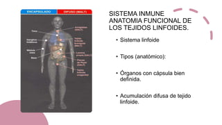 SISTEMA INMUNE
ANATOMIA FUNCIONAL DE
LOS TEJIDOS LINFOIDES.
• Sistema linfoide
• Tipos (anatómico):
• Órganos con cápsula bien
definida.
• Acumulación difusa de tejido
linfoide.
 