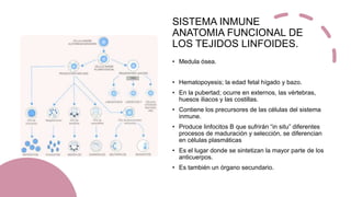 SISTEMA INMUNE
ANATOMIA FUNCIONAL DE
LOS TEJIDOS LINFOIDES.
• Medula ósea.
• Hematopoyesis; la edad fetal hígado y bazo.
• En la pubertad; ocurre en externos, las vértebras,
huesos iliacos y las costillas.
• Contiene los precursores de las células del sistema
inmune.
• Produce linfocitos B que sufrirán “in situ” diferentes
procesos de maduración y selección, se diferencian
en células plasmáticas
• Es el lugar donde se sintetizan la mayor parte de los
anticuerpos.
• Es también un órgano secundario.
 