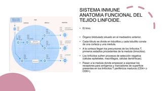 SISTEMA INMUNE
ANATOMIA FUNCIONAL DEL
TEJIDO LINFOIDE.
• El timo.
• Órgano bilobulado situado en el mediastino anterior.
• Cada lóbulo se divide en lobulillos y cada lobulillo consta
de una corteza y una medula.
• A la corteza llegan los precursores de los linfocitos T,
primeros estadios procedentes de la medula (timocitos).
• Los linfocitos sufren procesos de selección negativa
(células epiteliales, macrófagos, células dendríticas).
• Pasan a la medula donde empiezan a expresar los
receptores para antígenos y marcadores de superficie
presentes en los linfocitos T periféricos maduros (CD4+ o
CD8+).
 