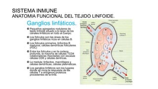 SISTEMA INMUNE
ANATOMIA FUNCIONAL DEL TEJIDO LINFOIDE.
Ganglios linfáticos.
 Pequeños agregados nodulares de
tejido linfoide situado a lo largo de los
canales linfáticos en todo el cuerpo.
 Los folículos son las áreas de los
ganglios linfáticos ricos en células B.
 Los folículos primarios; linfocitos B
maduros; células dendríticas foliculares
(FDC)
 Entre los folículos y en la corteza
profunda, la mayoría de células TCD4
colaboradoras mezcladas con escasas
células CD8 y células dentricas.
 La medula; linfacitos, macrófagos y
células dendríticas, células plasmáticas.
 Los ganglios linfáticos son los lugares
donde se inicia la respuesta de las
células T a antígenos proteicos
procedentes de la linfa.
 
