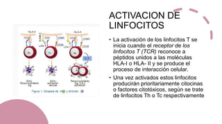 ACTIVACION DE
LINFOCITOS
• La activación de los linfocitos T se
inicia cuando el receptor de los
linfocitos T (TCR) reconoce a
péptidos unidos a las moléculas
HLA-I o HLA- II y se produce el
proceso de interacción celular.
• Una vez activados estos linfocitos
producirán prioritariamente citocinas
o factores citotóxicos, según se trate
de linfocitos Th o Tc respectivamente
 