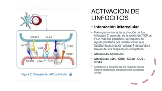 ACTIVACION DE
LINFOCITOS
• Interacción intercelular
• Para que se inicie la activación de los
linfocitos T, además de la unión del TCR al
HLA más los péptidos, se requiere la
ayuda prestada por interleucinas que
facilitan la activación celular T actuando a
través de sus respectivos receptores.
• Moleculas Adhesion
• Moleculas CD4 , CD8 , CD28 , CD2 ,
CD45
• Contribuyen al desarrollo de una respuesta inmune
efectiva, facilitando la interacción entre las distintas
células.
 