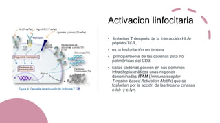 Activacion linfocitaria
• linfocitos T después de la interacción HLA-
péptido-TCR,
• es la fosforilación en tirosina
• principalmente de las cadenas zeta no
polimórficas del CD3.
• Estas cadenas poseen en sus dominios
intracitoplasmáticos unas regiones
denominadas ITAM (Immunoreceptor
Tyrosine‐based Activation Motifs) que se
fosforilan por la acción de las tirosina cinasas
c‐lck y c‐fyn.
 