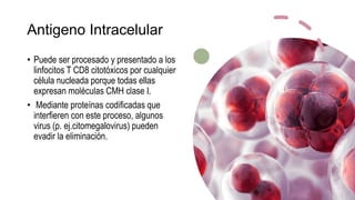 Antigeno Intracelular
• Puede ser procesado y presentado a los
linfocitos T CD8 citotóxicos por cualquier
célula nucleada porque todas ellas
expresan moléculas CMH clase I.
• Mediante proteínas codificadas que
interfieren con este proceso, algunos
virus (p. ej.citomegalovirus) pueden
evadir la eliminación.
 