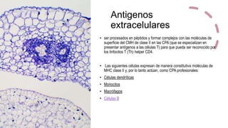 Antigenos
extracelulares
• ser procesados en péptidos y formar complejos con las moléculas de
superficie del CMH de clase II en las CPA (que se especializan en
presentar antígenos a las células T) para que pueda ser reconocido por
los linfocitos T (Th) helper CD4.
• Las siguientes células expresan de manera constitutiva moléculas de
MHC clase II y, por lo tanto actúan, como CPA profesionales:
• Células dendríticas
• Monocitos
• Macrófagos
• Células B
 